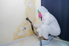  Galeville, NY Mold Removal Services Pros